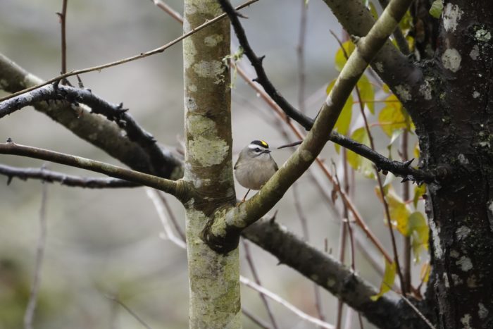 Golden-crowned Kinglet