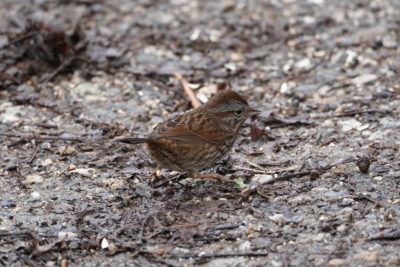 Song Sparrow