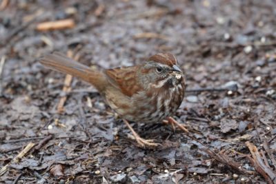 Song Sparrow