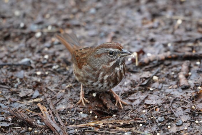 Song Sparrow