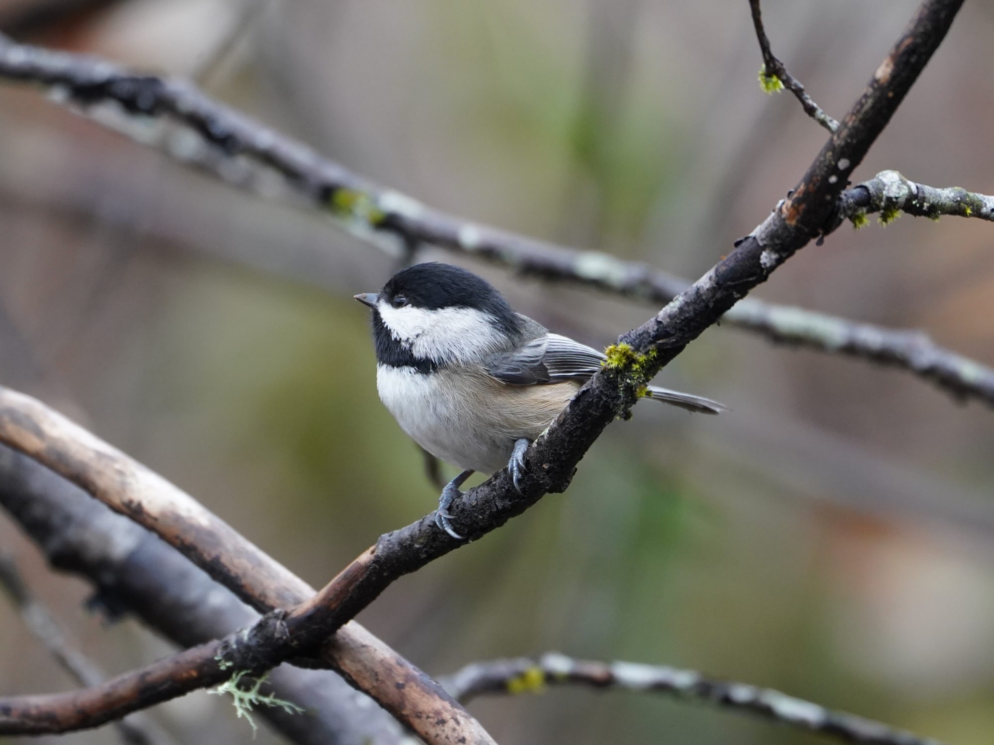 Black-capped Chickadee