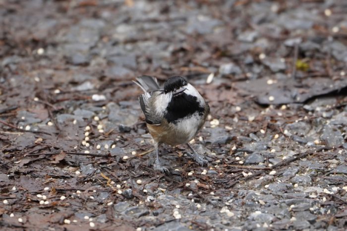 Black-capped Chickadee