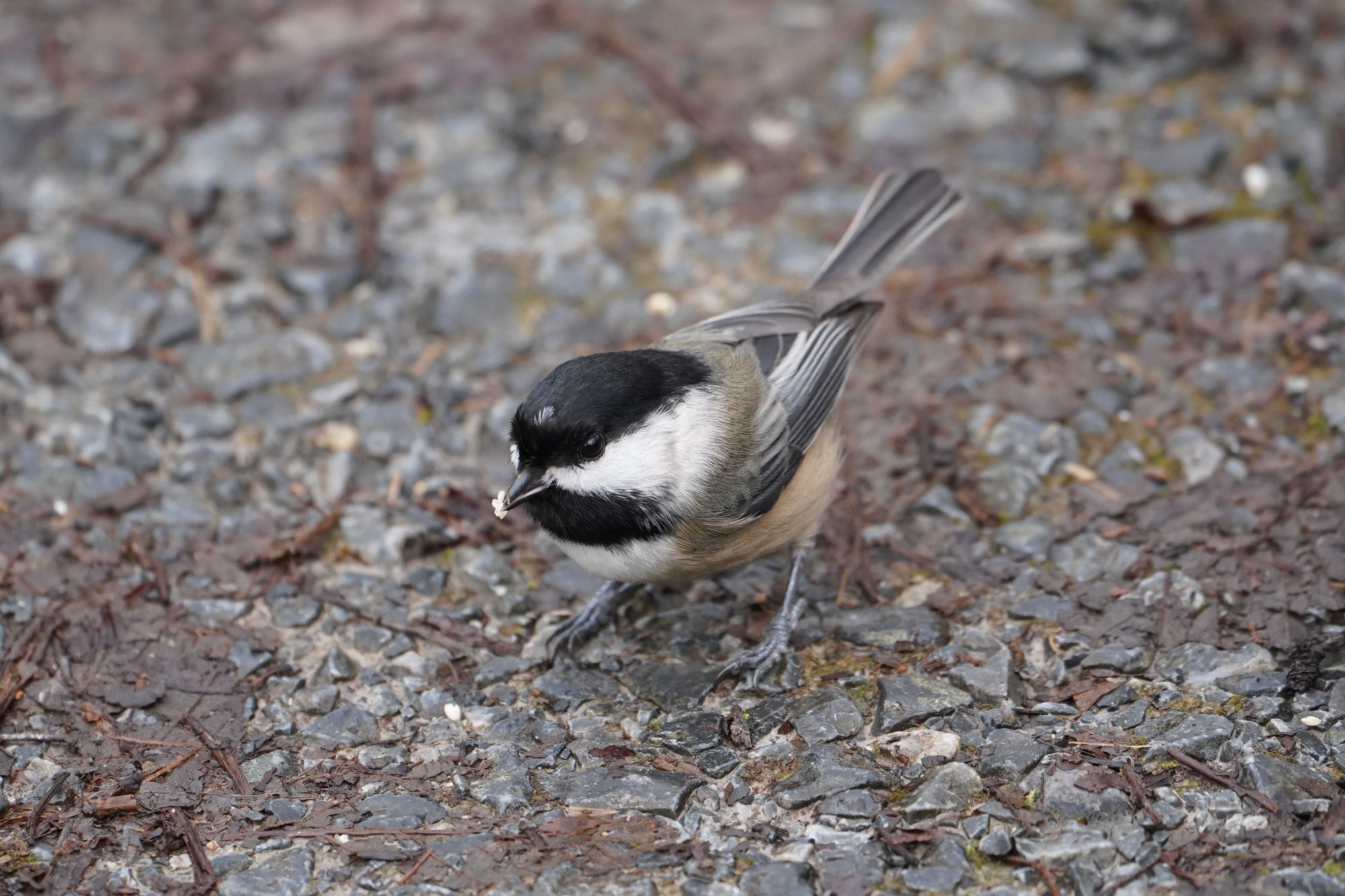 Black-capped Chickadee