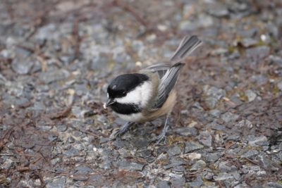 Black-capped Chickadee