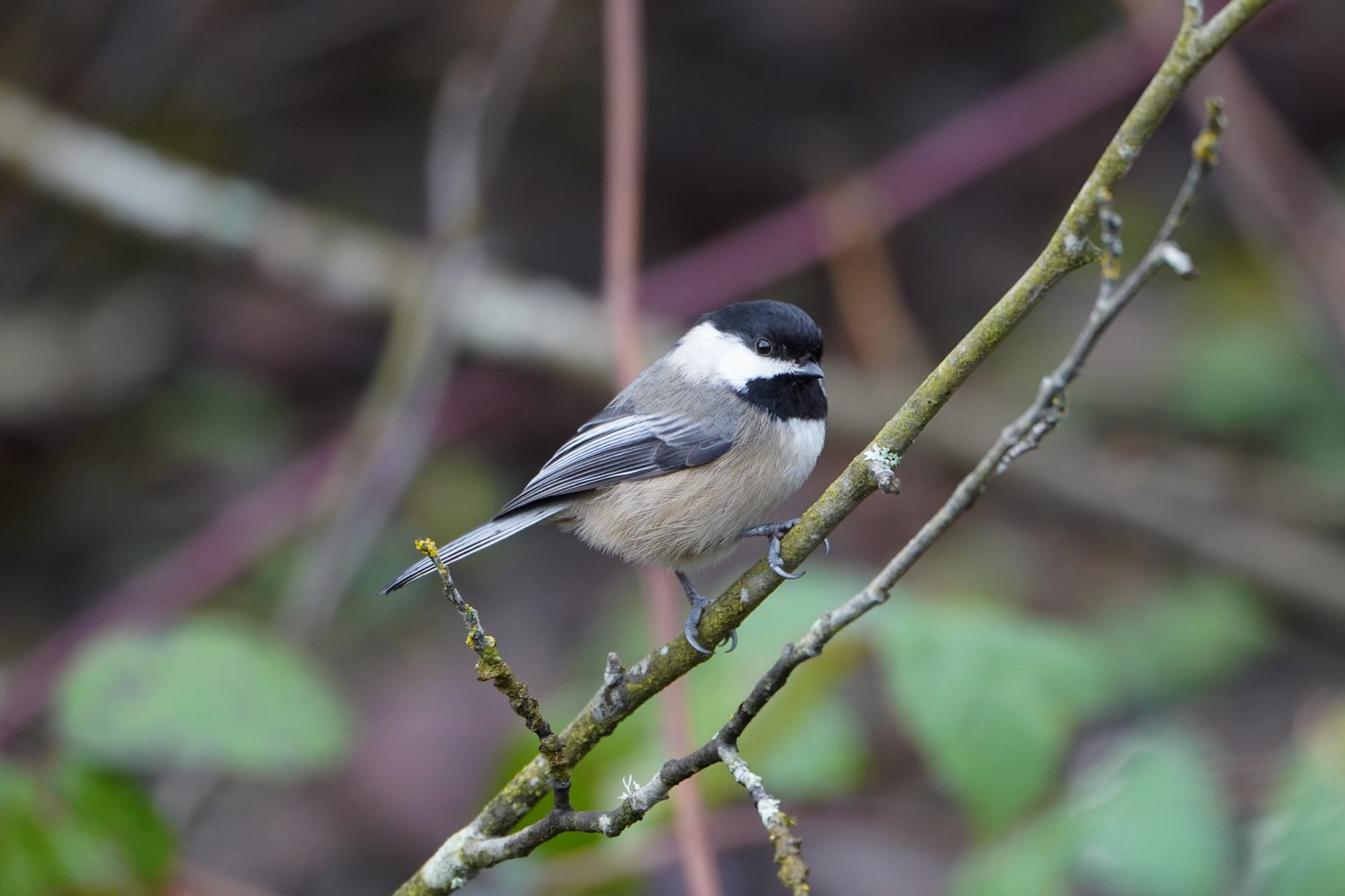 Black-capped Chickadee