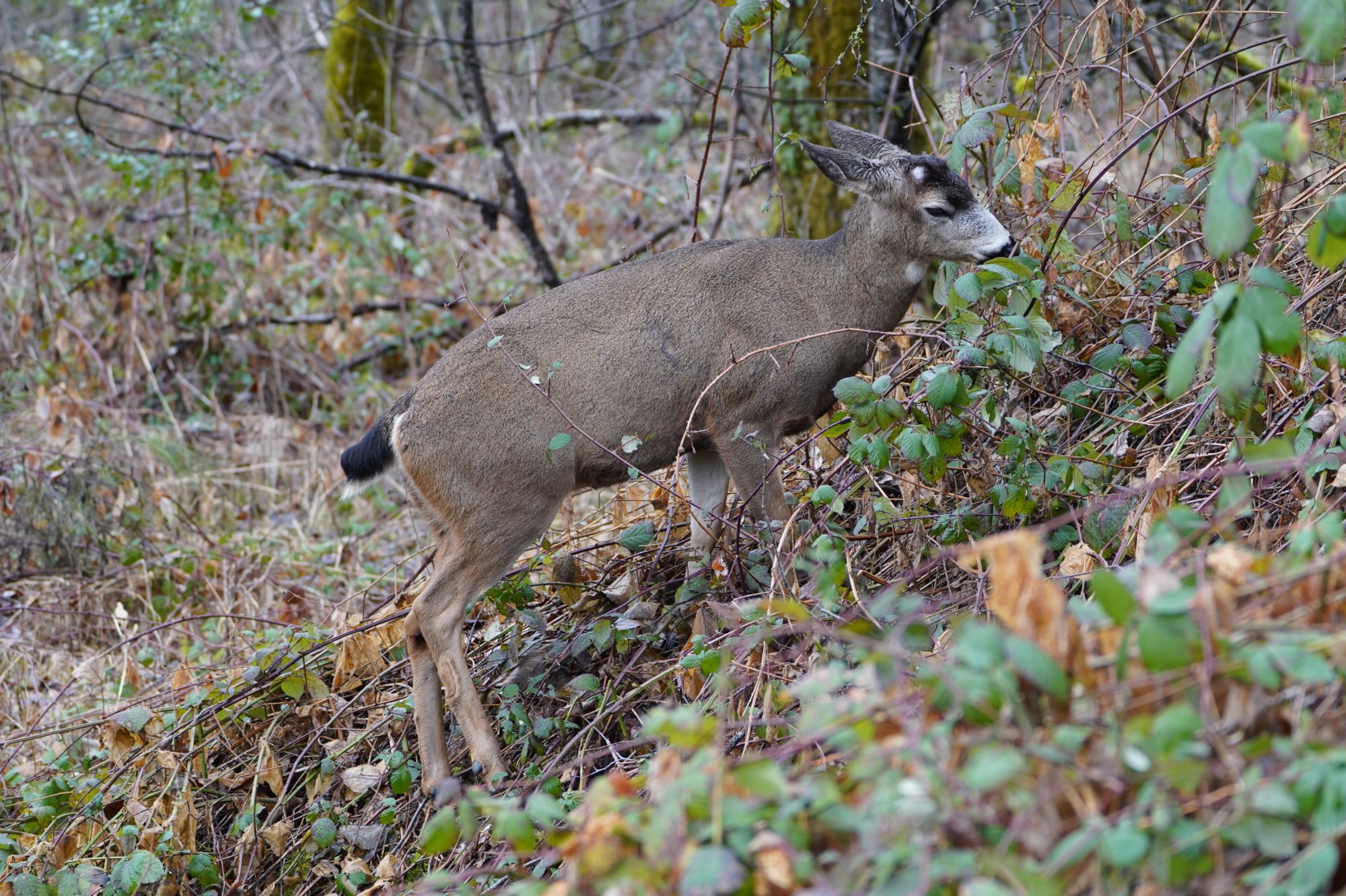 Black-tailed Deer