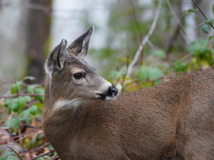 Black-tailed Deer