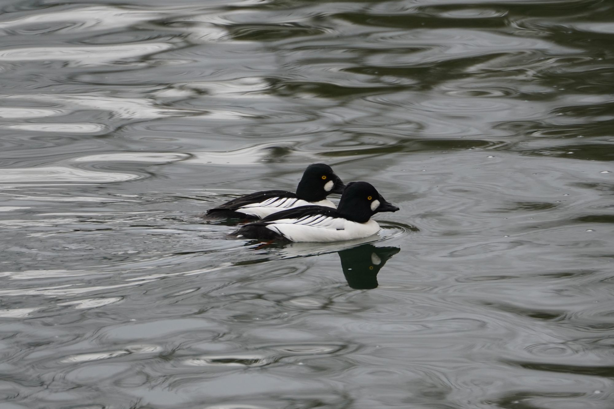 Common Goldeneye males