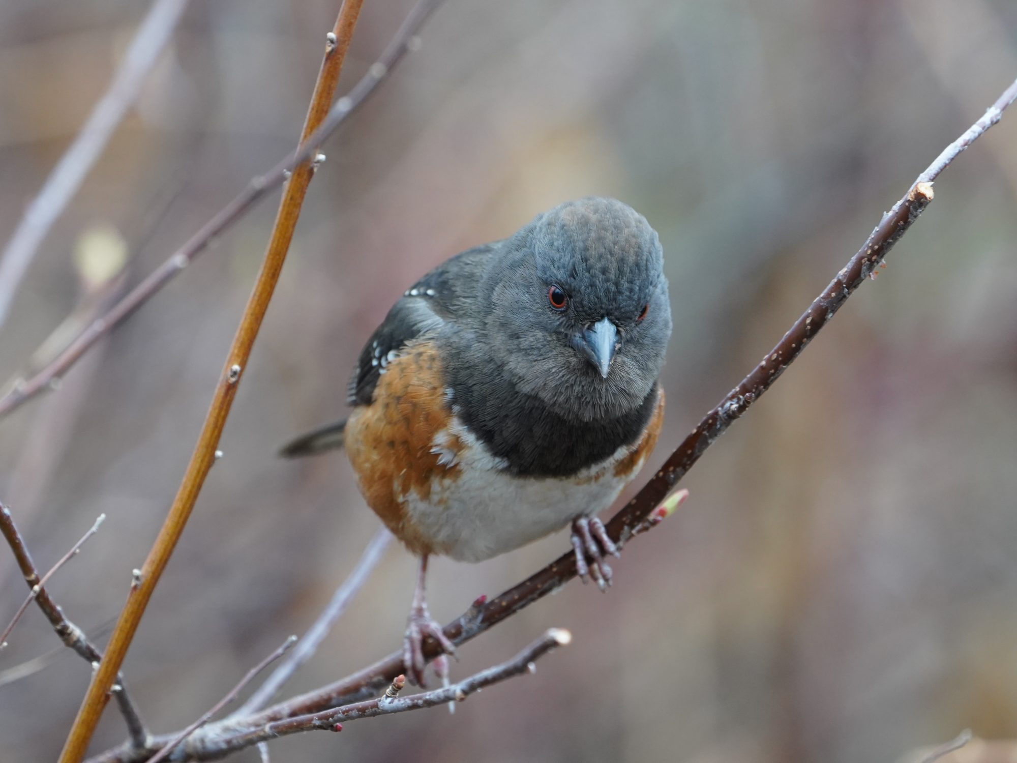 Spotted Towhee