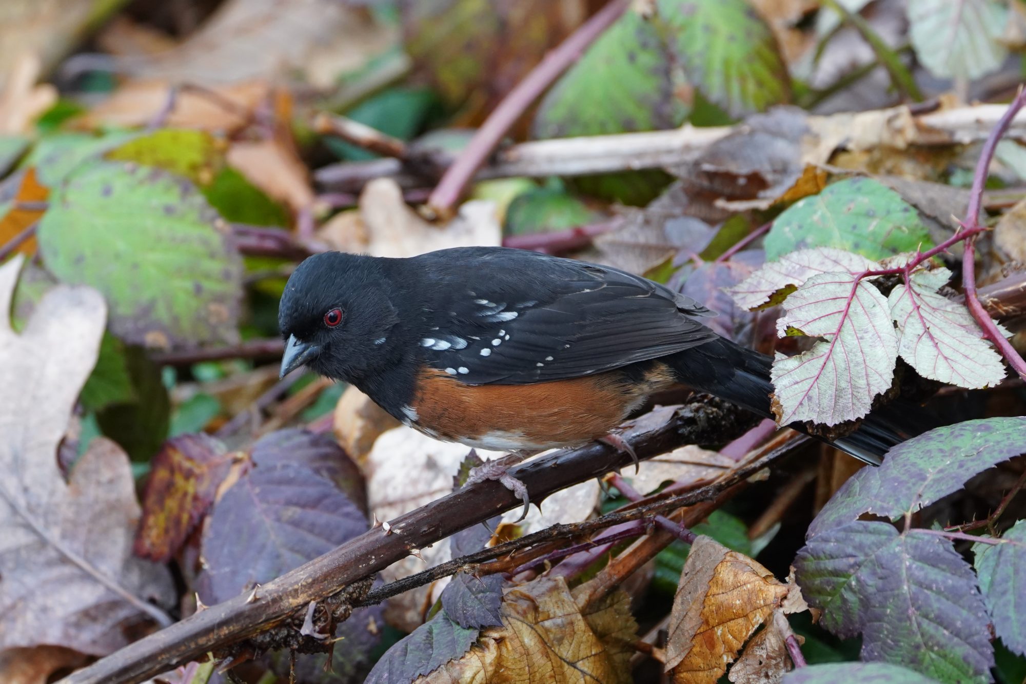 Spotted Towhee