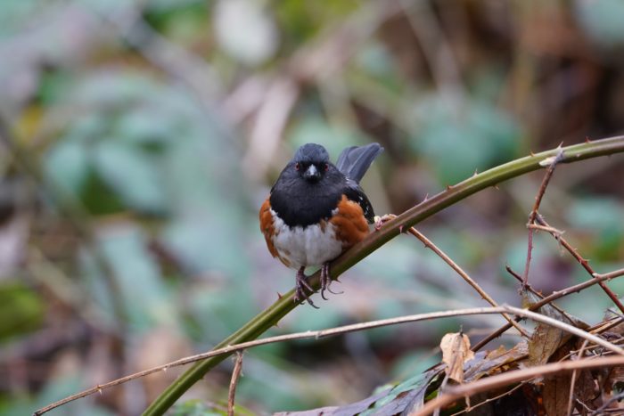 Spotted Towhee