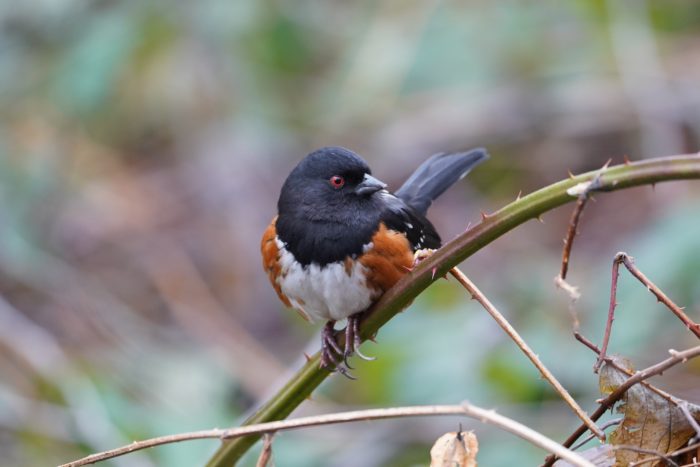 Spotted Towhee