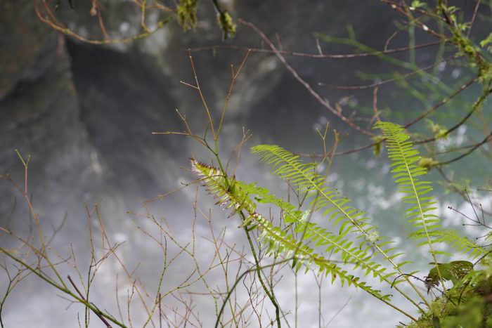 Lynn Canyon