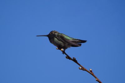 Anna's Hummingbird