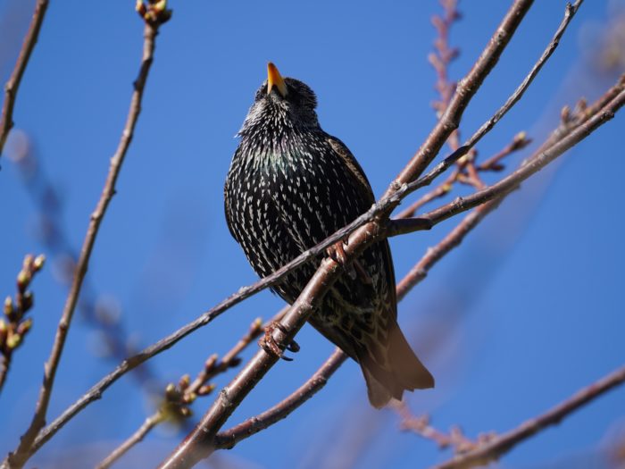 European Starling