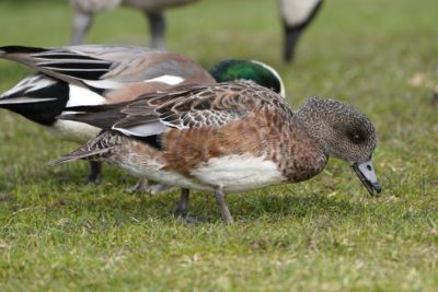 American Wigeons