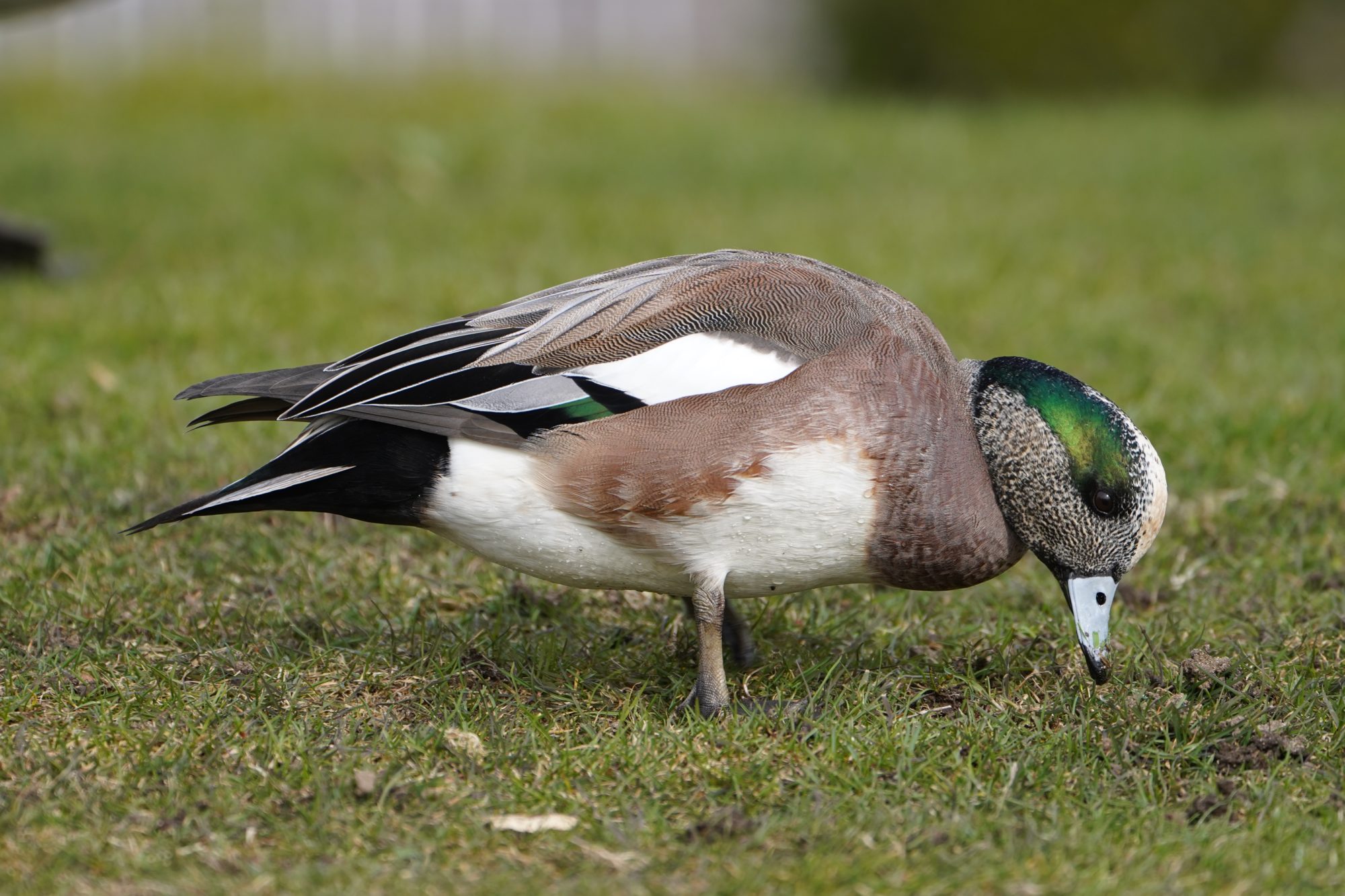 American Wigeon