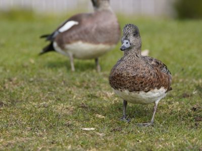 American Wigeons