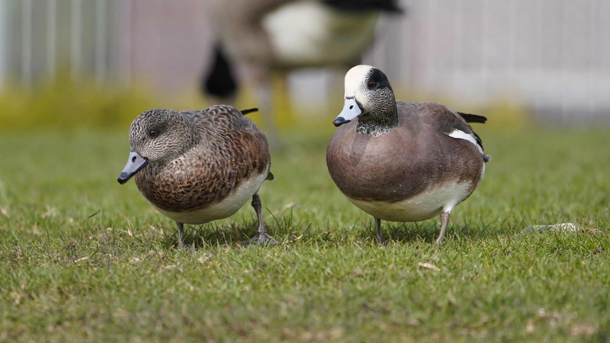 American Wigeons