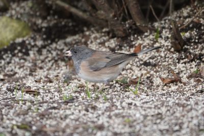 Dark-eyed Junco