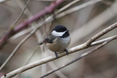 Black-capped Chickadee