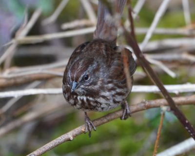 Song Sparrow