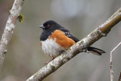 Spotted Towhee