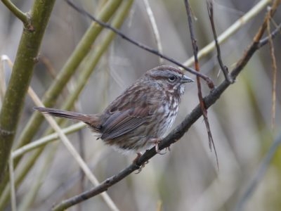 Song Sparrow