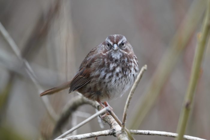 Song Sparrow