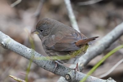 Fox Sparrow