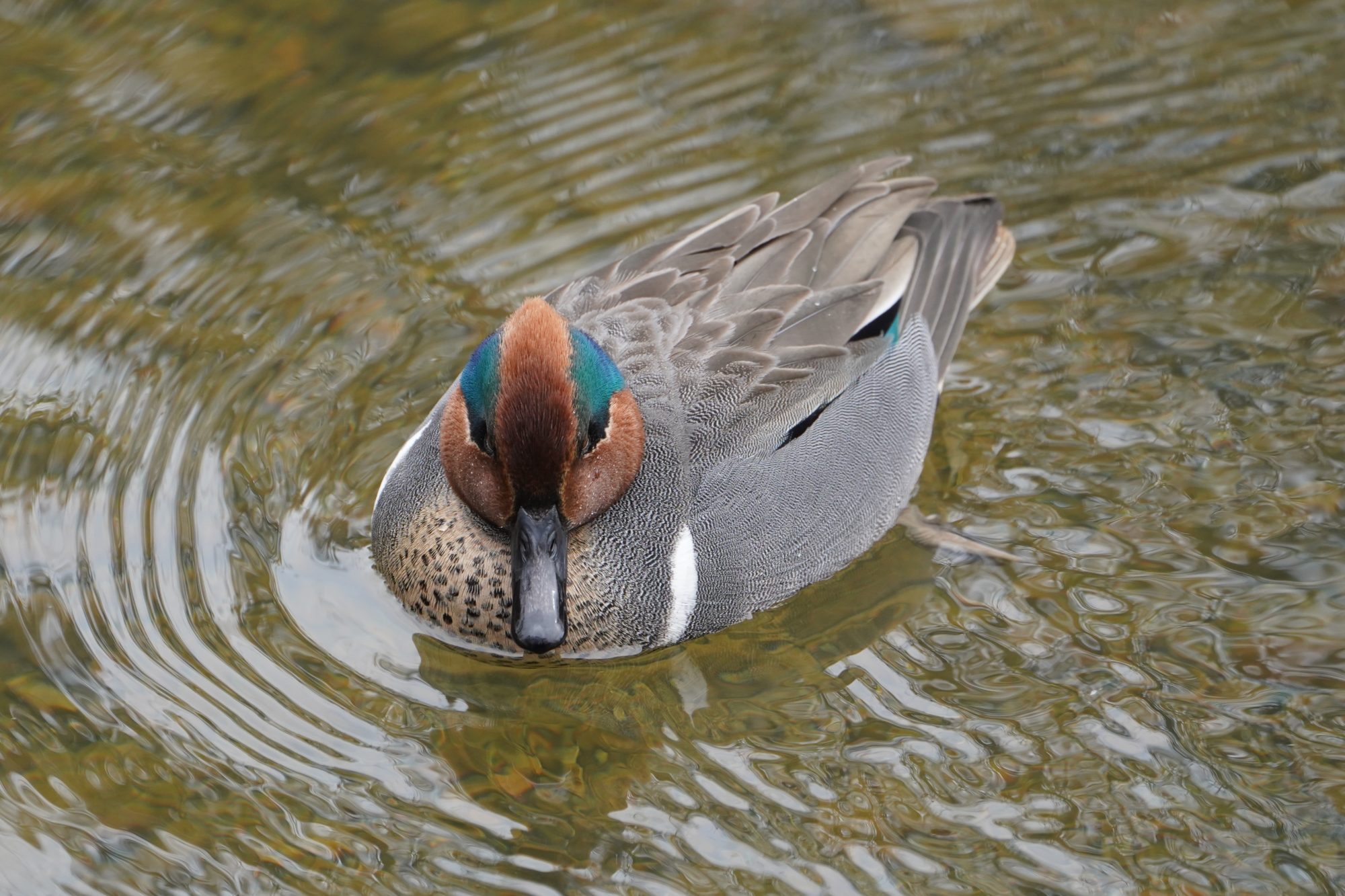 Green-winged Teal, male