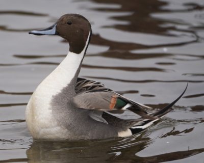 Northern Pintail