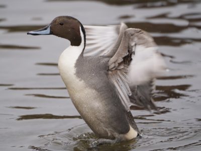 Northern Pintail