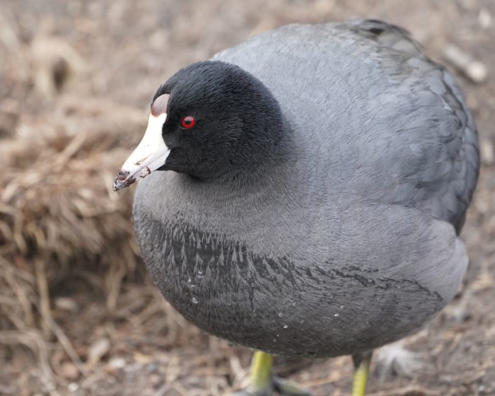 American Coot