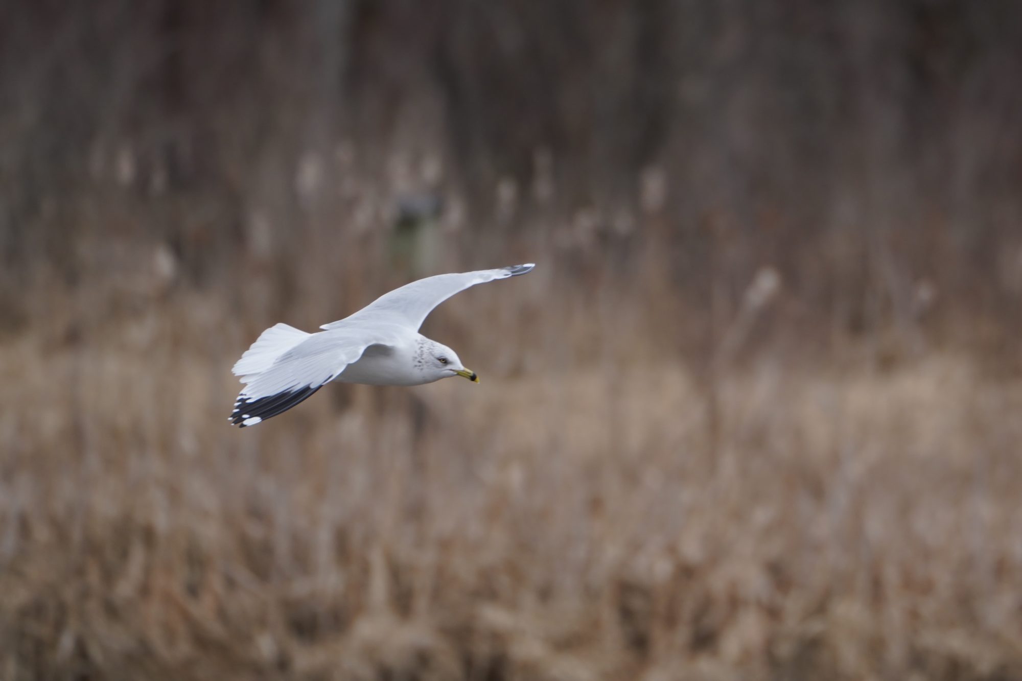 Ring-billed Gull