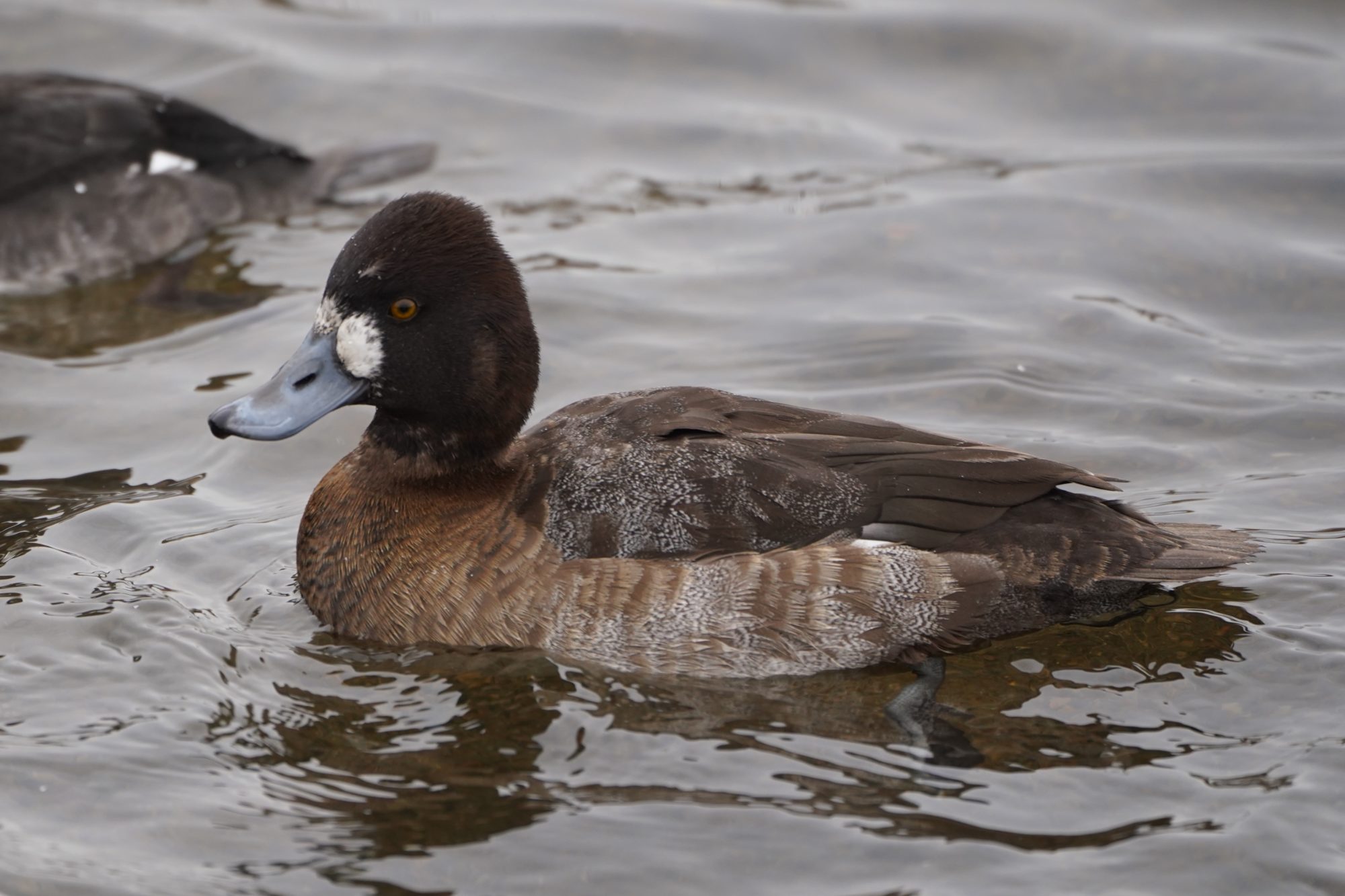 Lesser Scaup, female