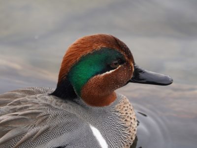 Green-winged Teal, male