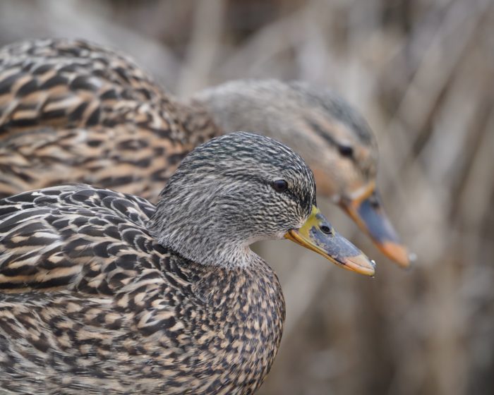 Mallard Ducks