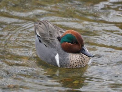 Green-winged Teal