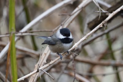 Black-capped Chickadee