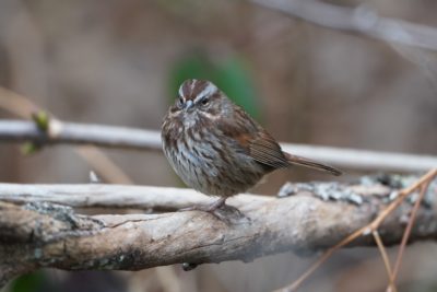 Song Sparrow