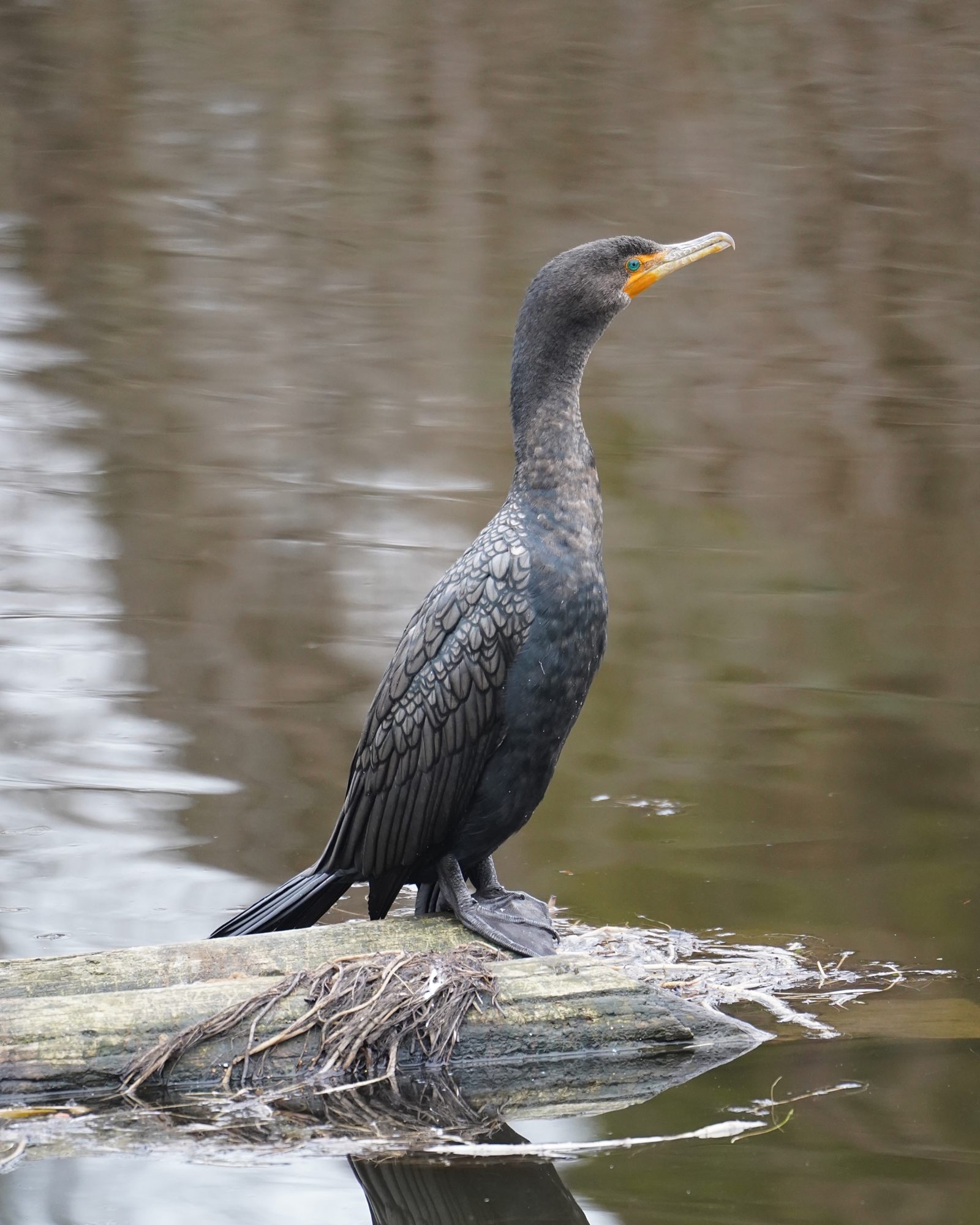 Double-crested Cormorant