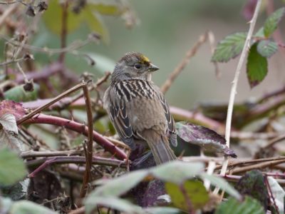 Golden-crowned Sparrow