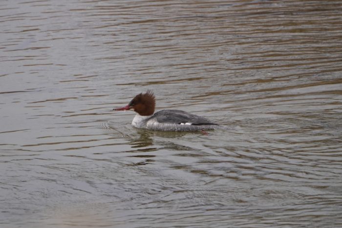 Common Merganser, female