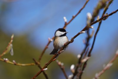 Black-capped Chickadee