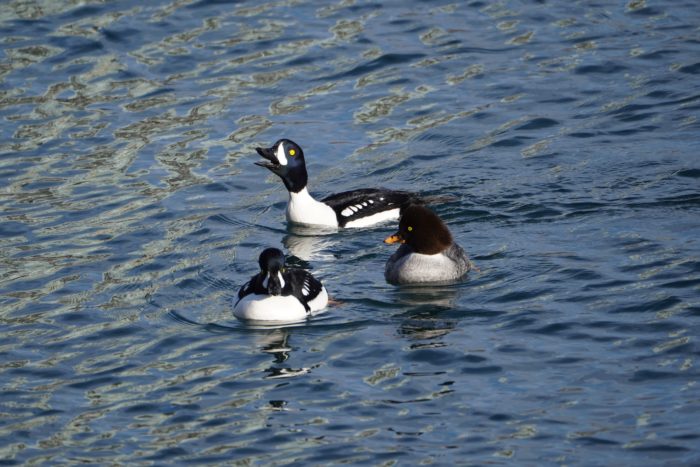 Barrow's Goldeneyes