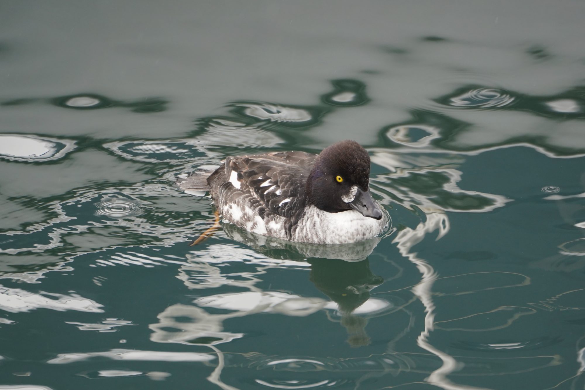 Barrow's Goldeneye