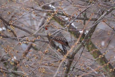 Northern Flicker, male