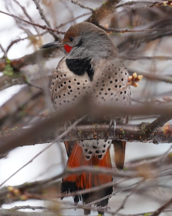 Northern Flicker