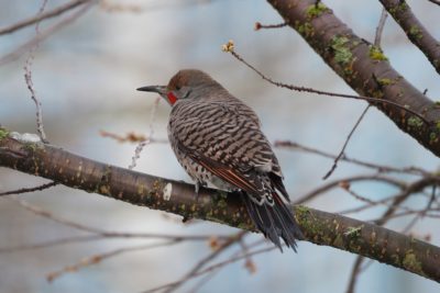 Northern Flicker